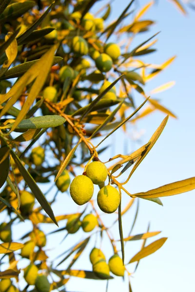 Три оливки на дереве — стоковое фото
