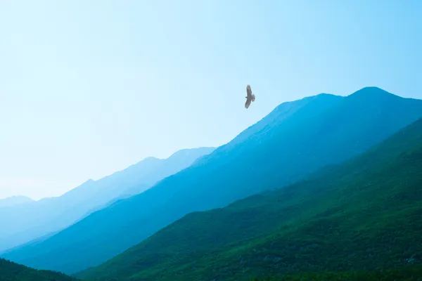 Adler fliegt über schöne grüne Nebelberge Stockfoto