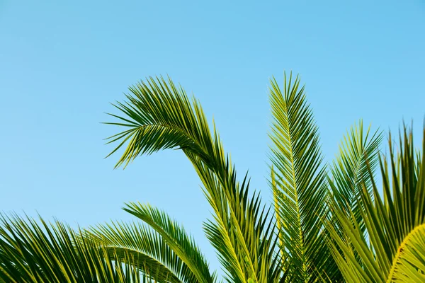 Palm leaves with a blue sky as background — Stock Photo, Image