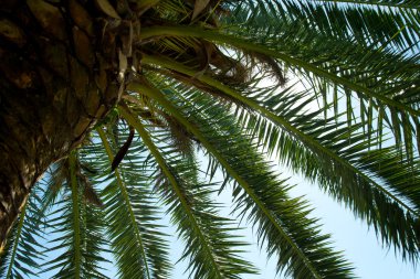 Aşağıdan fotoğraflandı palmiye ağaçları