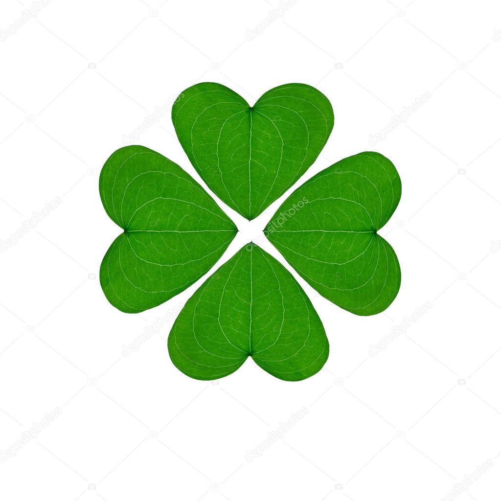 Four-leaf clover on a white background