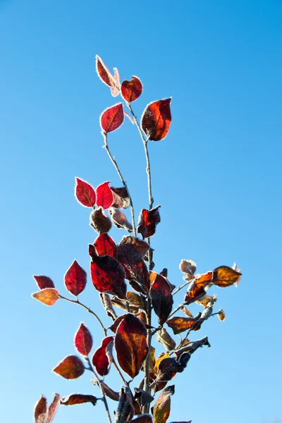 Frosty trees with red leaves — Stock Photo, Image