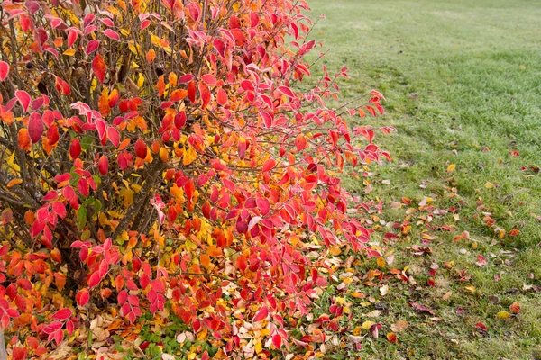 Прекрасне осіннє листя на кущі — стокове фото