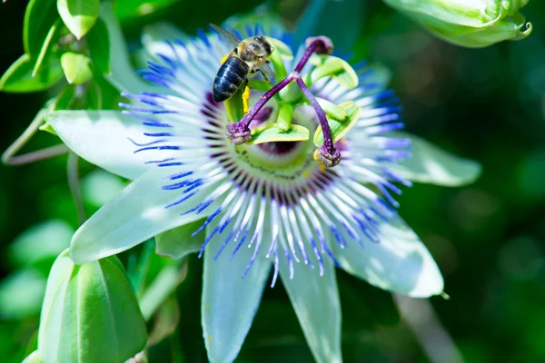 Hermosa flor de la pasión con una abeja —  Fotos de Stock