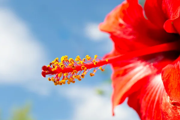Stamens and pistil of a hibiscus — Stock Photo, Image