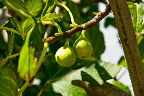 Deux figues sur une branche — Photo