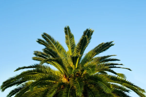 Topo de uma palmeira contra um céu azul — Fotografia de Stock