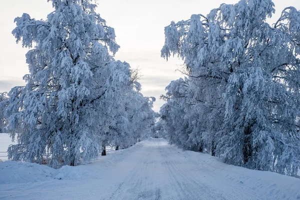 Estrada rural estreita no inverno — Fotografia de Stock