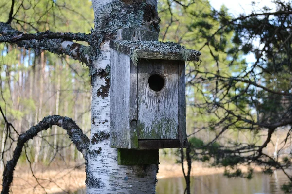Krásné staré ptačí hnízdo — Stock fotografie