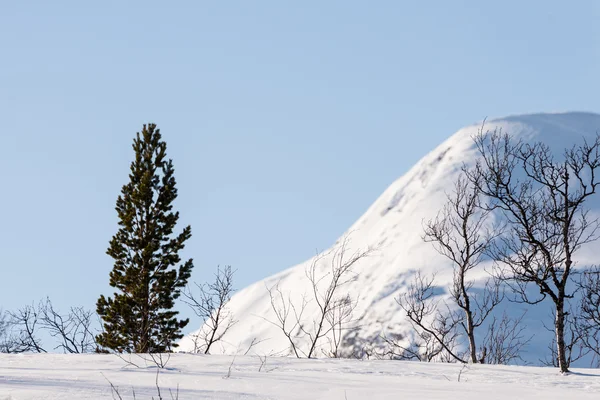 Tall, Björk, berg och en blå himmel — Stockfoto