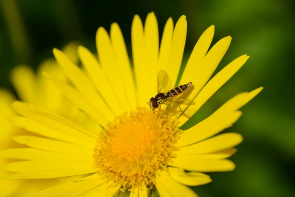 Piękny żółty stokrotka, ślazy, z Pszczoła — Zdjęcie stockowe