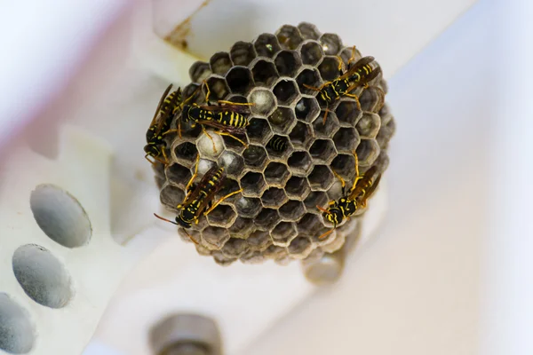 Wasp nest with several wasps — Stock Photo, Image