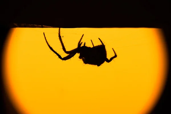 Hairy spider in silhouette — Stock Photo, Image