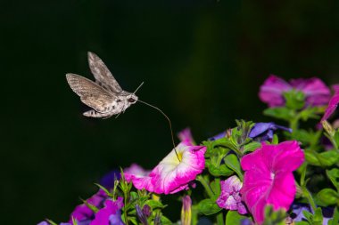 kurtbağrı hawk güve, Sfenks ligustri