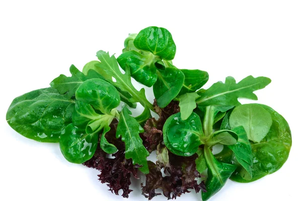 Beyaz zemin üzerine karışık salata — Stok fotoğraf