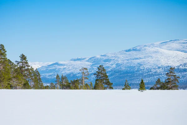 Paisagem com neve intocada, pinheiros, abetos e uma montanha — Fotografia de Stock