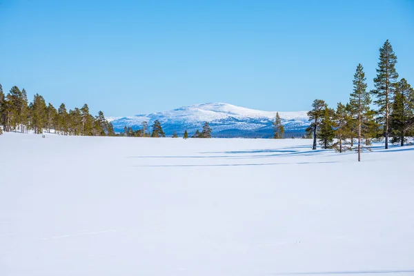 Vinterbild med skogar och berg — Stockfoto