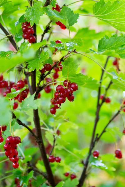 Cespuglio di ribes rosso — Foto Stock