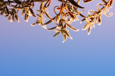 Yılbaşı kartı geçmişi