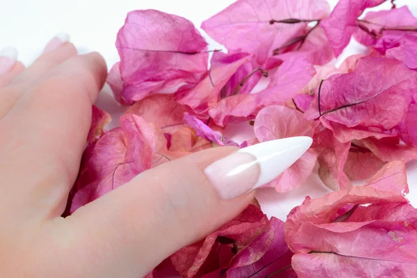 Spiczaste paznokcie manicure francuski — Zdjęcie stockowe