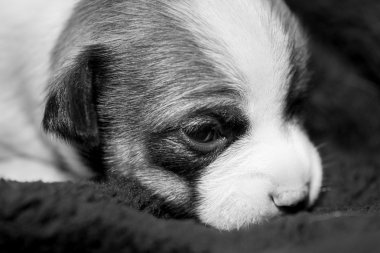 şirin ve biraz hüzünlü chihuahua yavrusu