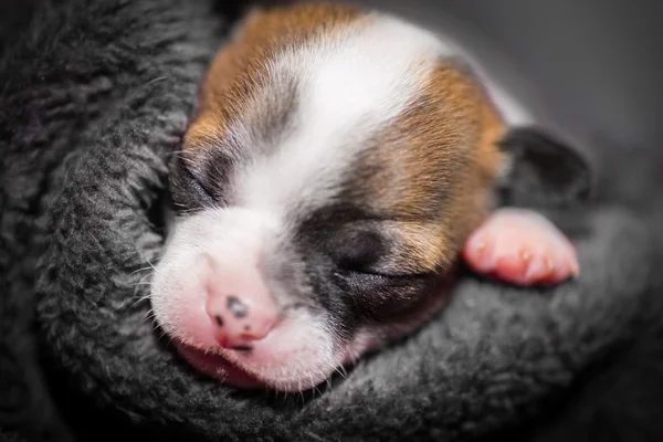 Roztomilá malá čivava štěně spát — Stock fotografie