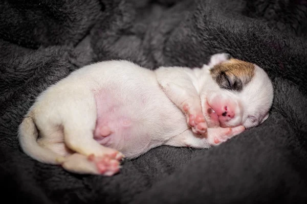 Malá čivava štěně spí dobře — Stock fotografie