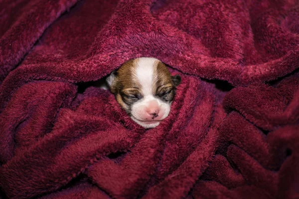 Gülümseyen küçük chihuahua yavrusu battaniyeye sarılmış Stok Fotoğraf