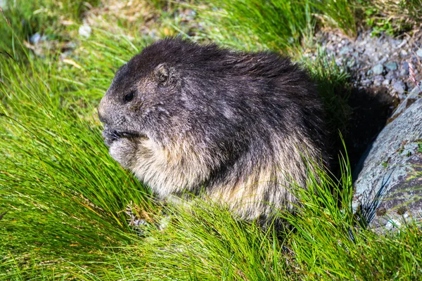 Schattig marmot houden zijn voedsel met zijn voorpoten — Stockfoto