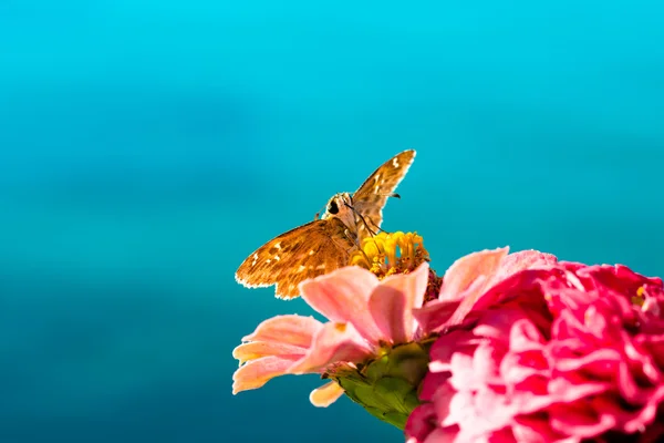 Бабочка сидит и сосет нектар из цветка — стоковое фото