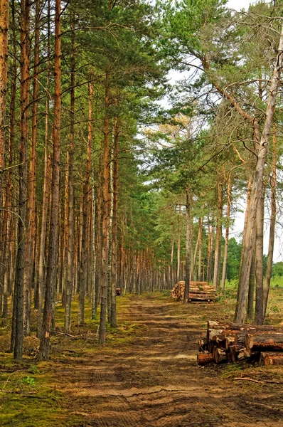 Felling of the forest — Stock Photo, Image