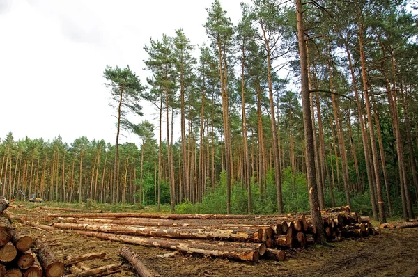 Felling of the forest — Stock Photo, Image