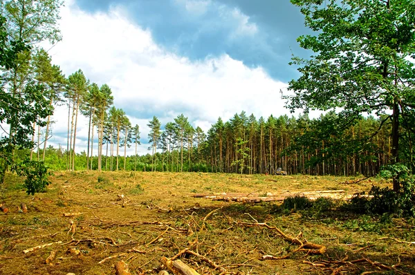 Felling of the forest — Stock Photo, Image