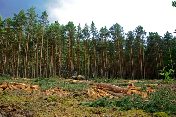 Felling of the forest — Stock Photo, Image