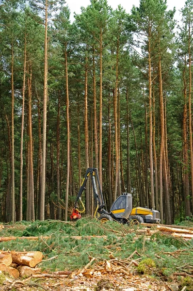 Abbattimento della foresta — Foto Stock