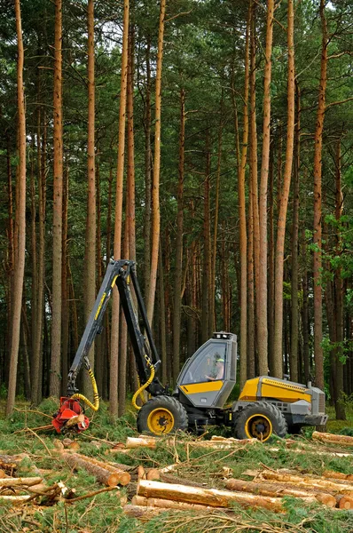 Abattage de la forêt — Photo