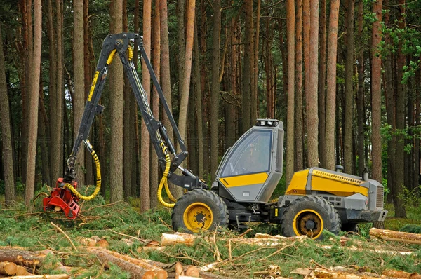 Felling of the forest — Stock Photo, Image