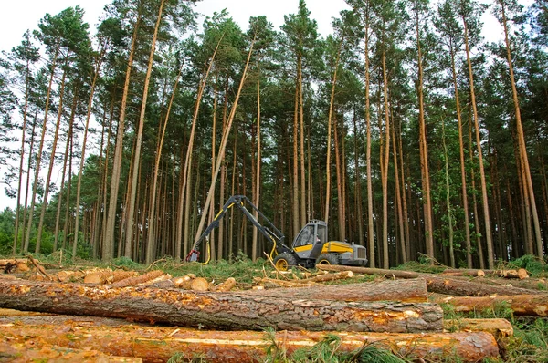 Orman felling — Stok fotoğraf