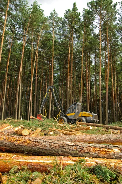 Felling of the forest — Stock Photo, Image