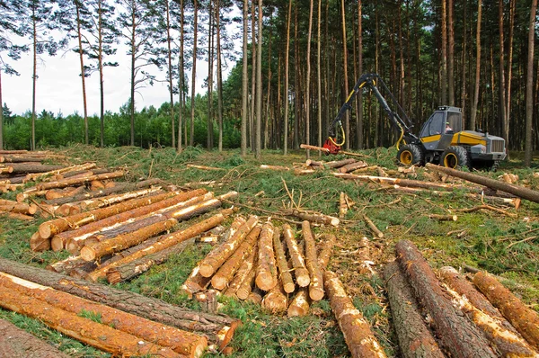 Az erdő kivágását — Stock Fotó
