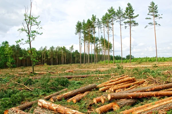 Felling of the forest — Stock Photo, Image