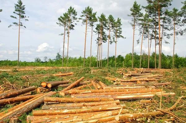 Felling of the forest — Stock Photo, Image