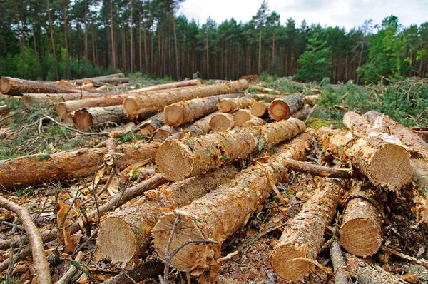 Felling of the forest — Stock Photo, Image