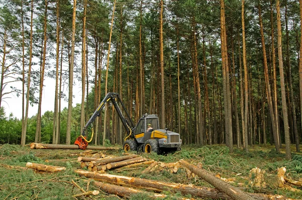 Az erdő kivágását — Stock Fotó