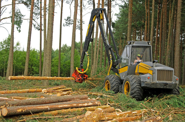 felling of the forest