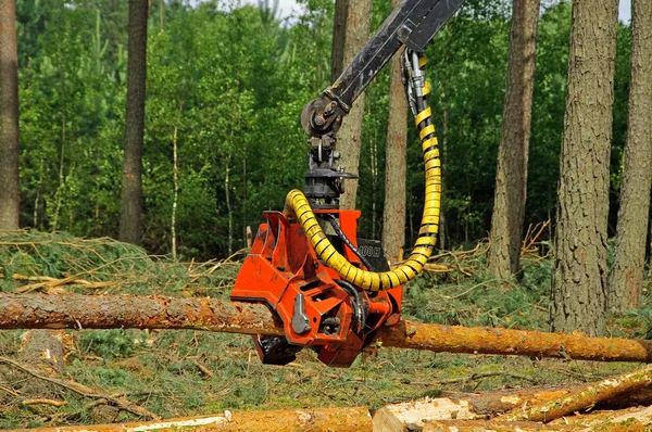 Felling of the forest — Stock Photo, Image