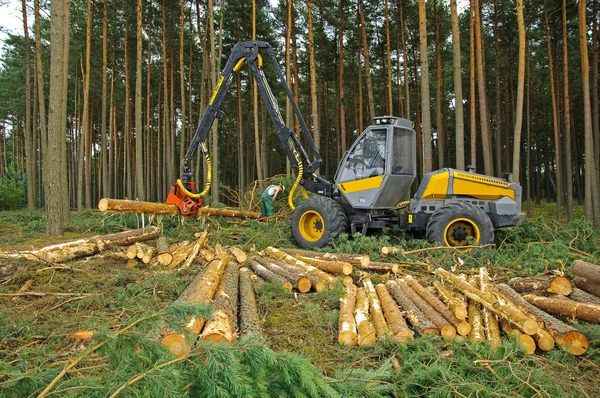 Orman felling — Stok fotoğraf