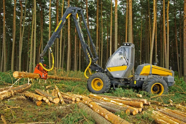 Felling of the forest — Stock Photo, Image