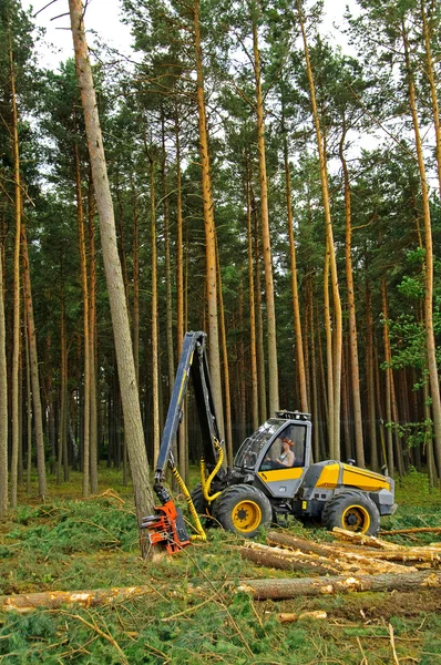 Abattage de la forêt — Photo