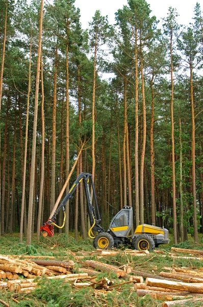 Kappen van het bos Stockfoto